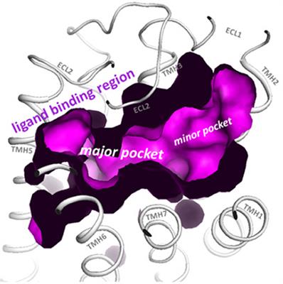 Small Molecule Follicle-Stimulating Hormone Receptor Agonists and Antagonists